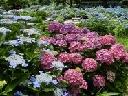 舞鶴市のプレスリリース画像3