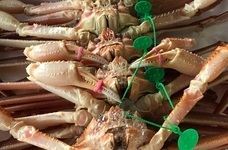 舞鶴市のプレスリリース画像2