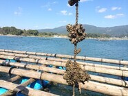 広田湾遊漁船組合(広田湾漁業協同組合所属)のプレスリリース画像10