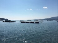 広田湾遊漁船組合(広田湾漁業協同組合所属)のプレスリリース画像4