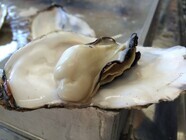 広田湾遊漁船組合(広田湾漁業協同組合所属)のプレスリリース画像9