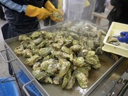 広田湾遊漁船組合(広田湾漁業協同組合所属)のプレスリリース画像6