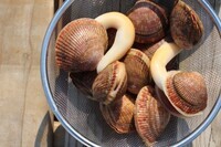 広田湾遊漁船組合(広田湾漁業協同組合所属)のプレスリリース画像7