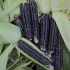 マルシェ青空のプレスリリース画像1