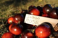 マルシェ青空のプレスリリース