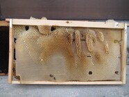 きびだんご株式会社のプレスリリース画像7