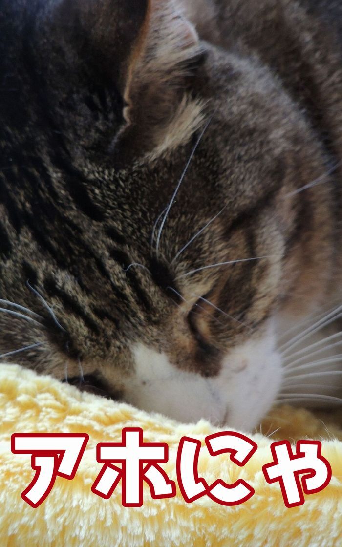 マスズレ出版のプレスリリース画像7