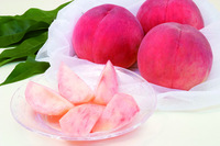 福島県のプレスリリース