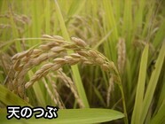 福島県のプレスリリース画像4
