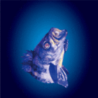 Beach Decks Naoshimaのプレスリリース画像1