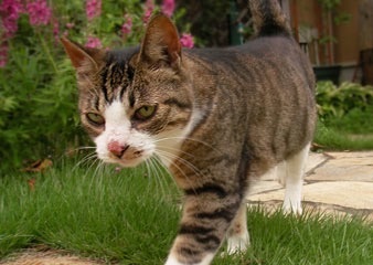 保護猫キャットラン建設プロジェクトのプレスリリース画像1