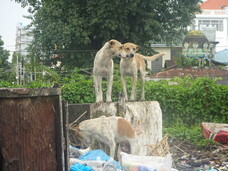 関西福祉大学　勝田吉彰研究室のプレスリリース