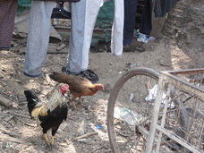 関西福祉大学　勝田吉彰研究室のプレスリリース画像2