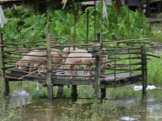 関西福祉大学　勝田吉彰研究室のプレスリリース画像3