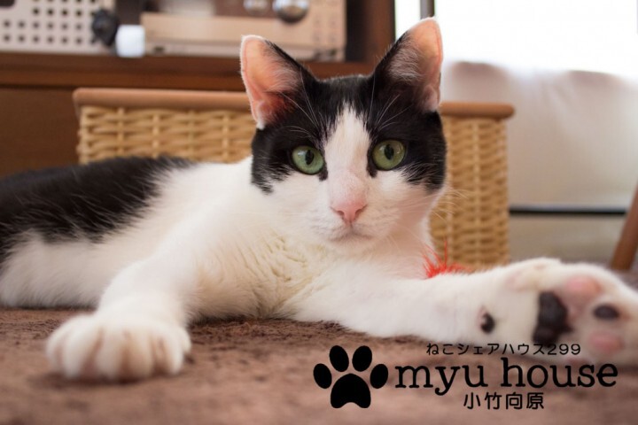猫アレルギーの大家がつくる 保護猫も人も幸せに暮らす ねこシェアハウス299 Myu House ミュウハウス がクラウドファンディングで支援を募集中 合同会社メリットのプレスリリース 猫アレルギーの大家がつくる 保護猫も人も幸せに暮らす ねこシェアハウス299 Myu House ミュウハウス がクラウドファンディングで支援を募集中 合同会社メリットのプレスリリース