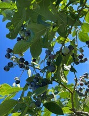 株式会社AgriInnovationDesignのプレスリリース画像6