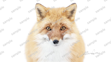 株式会社サードウェーブ　レイトレックのプレスリリース画像2