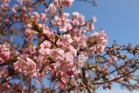 認定特定非営利活動法人桜ライン311のプレスリリース画像1