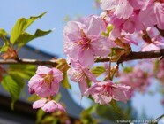 認定特定非営利活動法人桜ライン311のプレスリリース画像1
