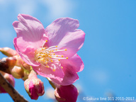 認定特定非営利活動法人桜ライン311のプレスリリース画像1