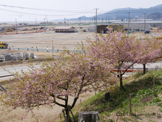 認定特定非営利活動法人桜ライン311のプレスリリース4