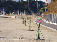 認定特定非営利活動法人桜ライン311のプレスリリース画像1