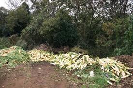 アジアインタートレード株式会社のプレスリリース画像3