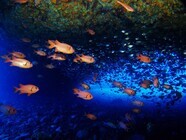 プロジェクトチーム3Play（三宅村ふれあい交流事業推進協議会）のプレスリリース画像7