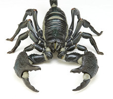 株式会社海洋堂のプレスリリース画像6