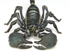 株式会社海洋堂のプレスリリース画像3