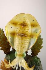 株式会社海洋堂のプレスリリース画像9