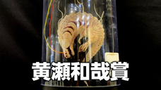 株式会社海洋堂のプレスリリース画像14