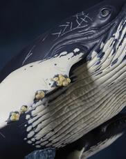 株式会社海洋堂のプレスリリース画像15