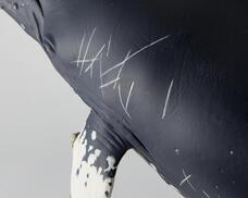 株式会社海洋堂のプレスリリース画像8