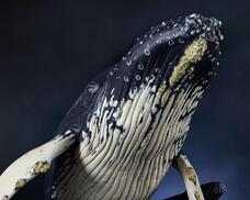 株式会社海洋堂のプレスリリース画像14