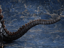 株式会社海洋堂のプレスリリース画像14