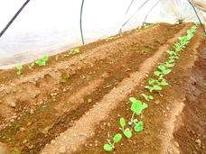 合同会社ナチュラルドライのプレスリリース画像2