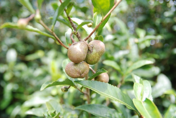 株式会社NFLのプレスリリース画像4