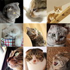 ネコグラファー 前田悟志のプレスリリース