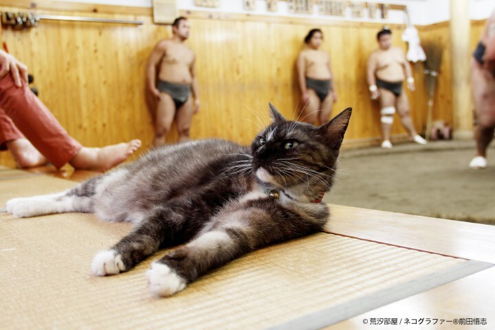 ネコグラファー 前田悟志のプレスリリース画像1