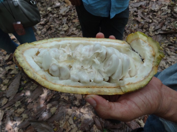 株式会社 明治のプレスリリース画像8