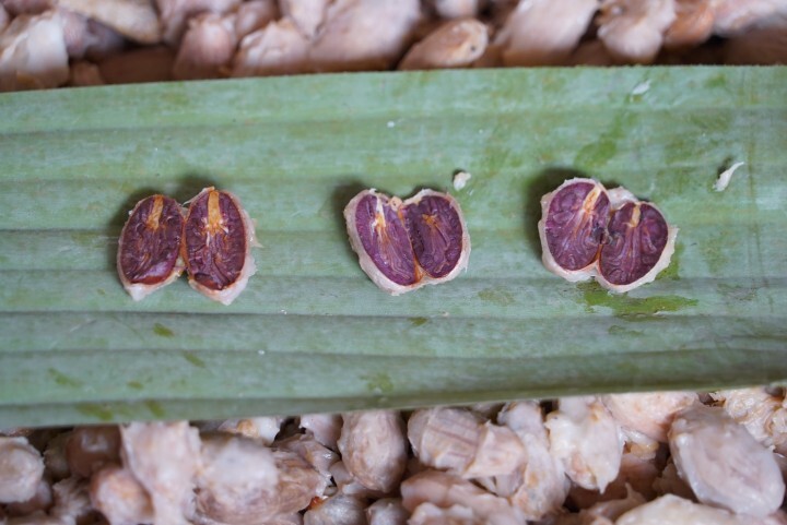 株式会社 明治のプレスリリース画像3