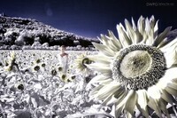 株式会社デコルテのプレスリリース画像2