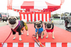 人と犬・愛犬笑顔の日普及事務局のプレスリリース画像1