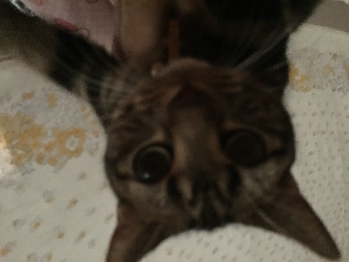 株式会社ルーキーズのプレスリリース画像5