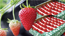 株式会社GIコンサルティングパートナーズのプレスリリース画像1