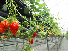 株式会社GIコンサルティングパートナーズのプレスリリース画像2