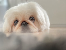 株式会社GIコンサルティングパートナーズのプレスリリース画像8