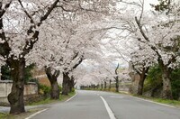 一般社団法人長瀞町観光協会のプレスリリース画像1