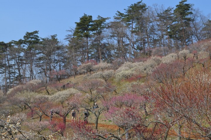 一般社団法人長瀞町観光協会のプレスリリース画像1